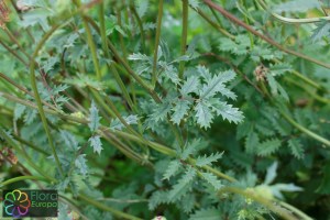 Sanguisorba minor (1).jpg_product_product